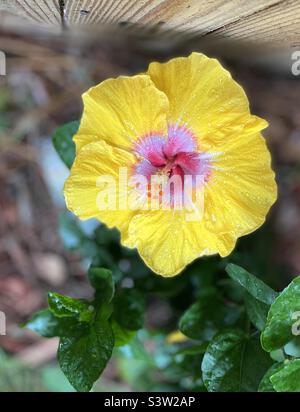 Hawaiian Hibiscus Stockfoto