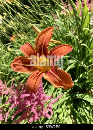 Eine Nahaufnahme einer orangen Seerose in den Halifax Public Gardens. Stockfoto