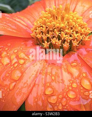 Orange, Regentropfen, Rosa, Blume, Natur, Schönheit, gelb Stockfoto