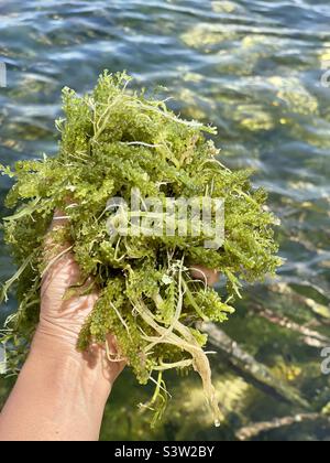 Lato oder Seegrauben sind der grüne Kaviar des Meeres. Sie knallen wunderschön in den Mund mit zartem Atem des Ozeans. Sie werden auf den Philippinen frisch als Salat oder als Beilage gegessen. Stockfoto