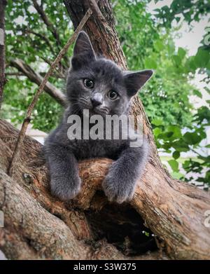 Graues Kätzchen mit grünen Augen, die auf die Kamera schauen und in einem Baum sitzen. Stockfoto