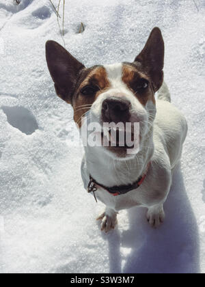 Hochwinkelansicht eines Jack Russell Terrier Hundes, der auf knusprigem gefrorenem Schnee sitzt und in die Kamera blickt, während er ein lustiges Gesicht macht Stockfoto