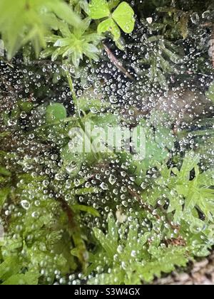 Makroaufnahme der Natur in Wäldern, Spinnennetz nach Regen. Stockfoto