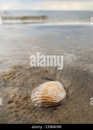 Eine Schale cerastoderma edule (gemeiner europäischer Hahn) am Strand an der Westküste Schwedens Stockfoto