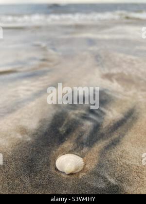 Eine Schale cerastoderma edule (gemeiner europäischer Hahn) am Strand an der Westküste Schwedens Stockfoto