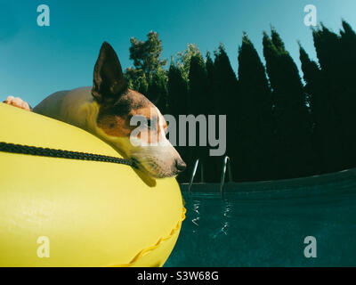 Blick auf einen Jack Russell Terrier, der sich an einem sonnigen Sommertag auf einem gelben aufblasbaren Floß in einem Pool im Garten befindet. Stockfoto