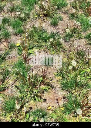 Ein Hof in einer Wohngegend hat ihren Rasen sterben lassen und von Unkraut übernommen werden. Kleine Grasbüschel werden von den zu Samen und unfruchtbarem Boden ziehenden Dandelionen überholt. Stockfoto