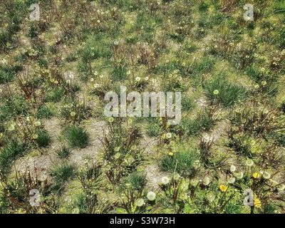 Ein Hof in einer Wohngegend hat ihren Rasen sterben lassen und von Unkraut übernommen werden. Kleine Grasbüschel werden von den zu Samen und unfruchtbarem Boden ziehenden Dandelionen überholt. Stockfoto