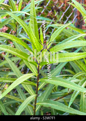 Gartenspinne und es ist Zickzackgewebe in einem alten Innengarten Stockfoto