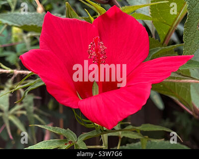 Schöne rot gefärbte Texas Star Hibiskusblüte. Stockfoto