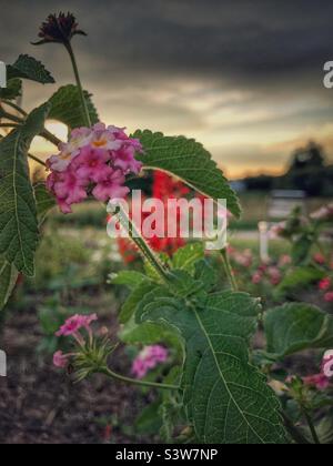 Lantana und rote Salvia mit sommerlichen Sonnenuntergängen Stockfoto