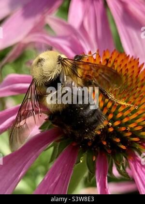 Nahaufnahme einer Hummel, die auf einer purpurnen Koneblume nach Nektar schürt. Stockfoto
