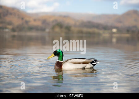 Eine wunderschöne bunte Stockente, die auf einem ruhigen Meer im Lake District mit Bergen und Hügeln im Hintergrund schwimmt Stockfoto