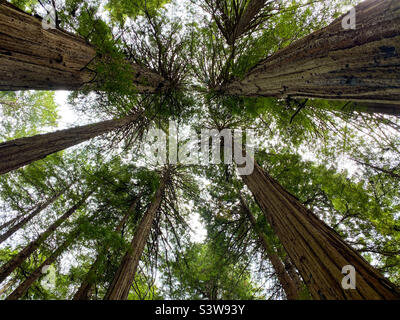 Blick auf ein Baumkronendach aus Redwood-Bäumen im Muir Woods National Monument, Kalifornien, USA. Stockfoto