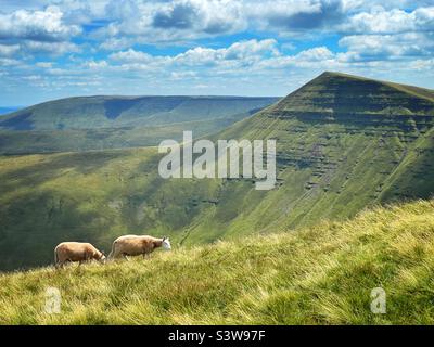 Schafe weiden in der Brecon Beacons mit Cribyn Berg im Hintergrund, August. Stockfoto