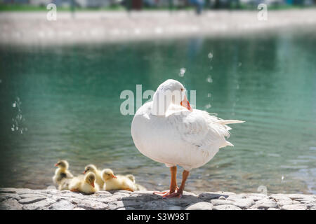 Mama Ente und ihre Enten am Teich im Sommer Stockfoto