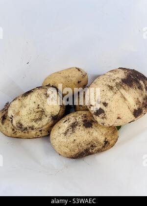 Kartoffeln frisch aus dem Schrebergarten geerntet Stockfoto