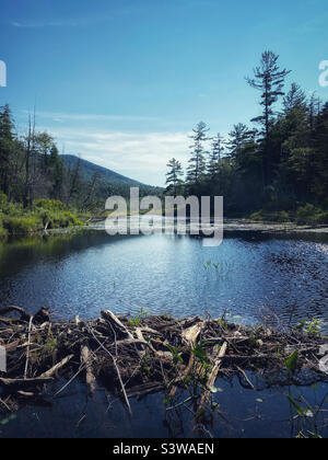 Beaver-Staudamm an einem Bach in den Adirondack-Bergen des Staates New York Stockfoto