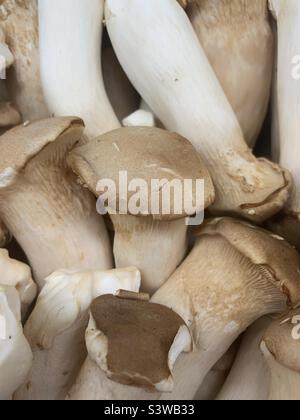 Im Garten frische Königsausternpilze. Stockfoto