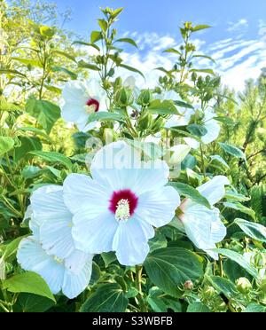 Weiße hibiscus Stockfoto