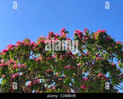 Ein rosa Mimosenbaum in Larnaca, Zypern Stockfoto