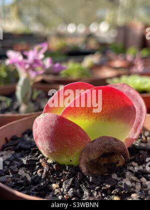 kalanchoe thyrsiflora „Flapjack“ Stockfoto