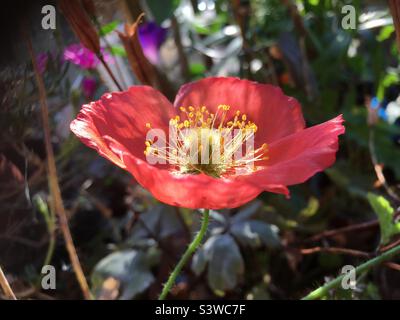 Mohn, rot, gelb, Gold, Natur, Garten, grün, lila, Freude Stockfoto