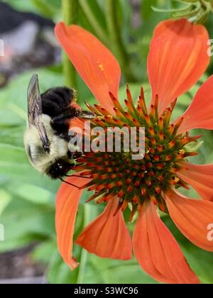 Diese gewöhnliche östliche Hummelbiene war sehr auf diese Kegelblume fokussiert. Stockfoto