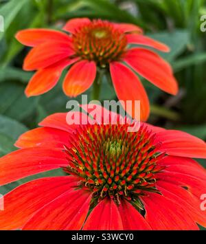 Orangenechinakea im Sommergarten. Stockfoto