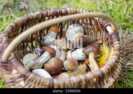 Korb mit essbaren Pilzen, im Herbst aus dem Wald gepflückt. Nahaufnahme. Stockfoto