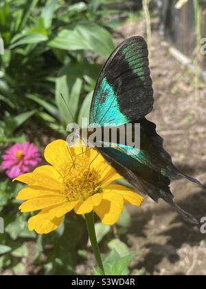 Blauer Morpho-Schmetterling auf gelber Blume Stockfoto