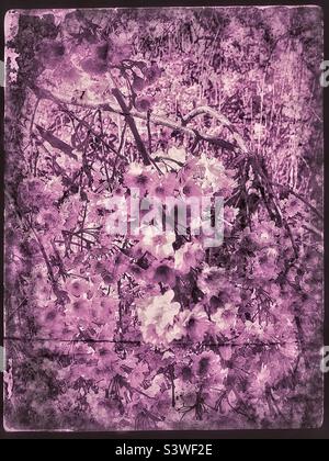 Grunge- und Alterseffekte wurden digital zu einem aktuellen Bild eines weinenden Kirschbaums hinzugefügt, der im Frühling in einem lokalen Vorgarten in Utah, USA, blüht. Stockfoto