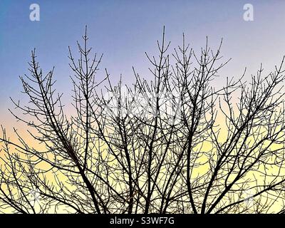 Vor der Morgendämmerung, Silhouettenbild eines Herbstbaums in Utah, USA. Macht eine schöne natürliche Abstraktion! Der frühe Morgenglanz kurz vor Sonnenaufgang wurde über die App Snapseed für künstlerische Effekte verbessert. Stockfoto