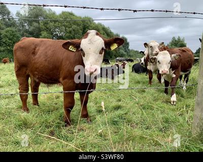 Jersey-Kühe hinter Stacheldraht in den Cotswolds Stockfoto