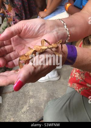 Frau hält ein Stockinsekt in den Händen Stockfoto