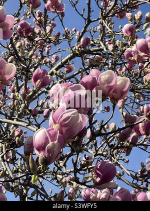 Rosa Magnolie in voller Blüte Stockfoto