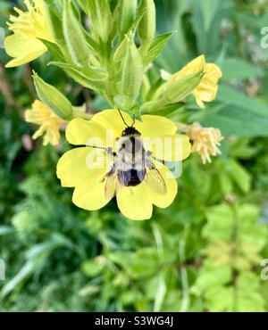 Diese gewöhnliche östliche Hummel leuchtet fast in der Spiegelung der gemeinsamen Nachtkerze. Stockfoto