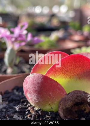 Kalanchoe Thyrsiflora „Flapjack Succulent“ Stockfoto