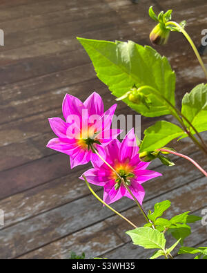 Rosafarbener mauve Tree Dahlia blüht von hinten mit grünen Blättern, von Sonnenlicht hinterleuchtet, Australien Stockfoto