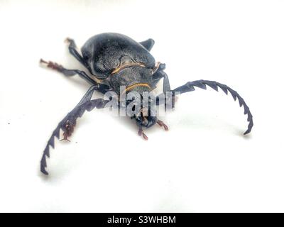 Breithalswurzel Borer, Prionus laticollis, Langhornkäfer mit Kopf, Augen und Kiefer mit seitlichen Zähnen und Antenne. Gefunden in Bishopstoke Garden, Hampshire UK August 2022 Stockfoto