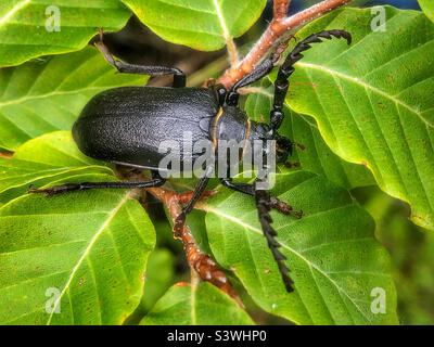 Broad Necked Root Borer, Prionus laticollis, männlicher Longhorn-Käfer, der das einzige Mitglied der Prioninae ist, das in Großbritannien vorkommt. Gefunden in Bishopstoke Garten. Hampshire, Großbritannien, August 2022 Stockfoto