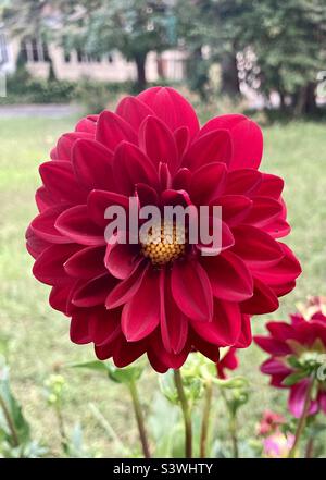 Diese Dahlia pinnata sieht im Morgenlicht sehr üppig aus. Stockfoto