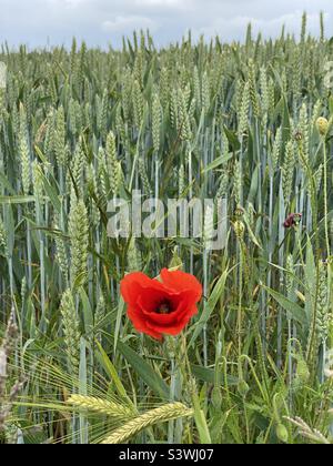 Mohn in einem Roggenfeld Stockfoto