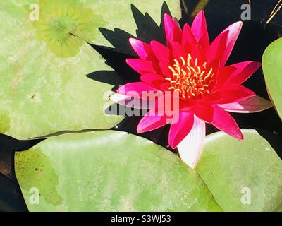 Rote Lilie, rote Seerose, Nymphaea, Stockfoto