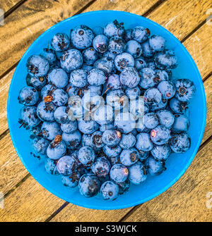 Heidelbeeren in einer blauen runden Schüssel Stockfoto