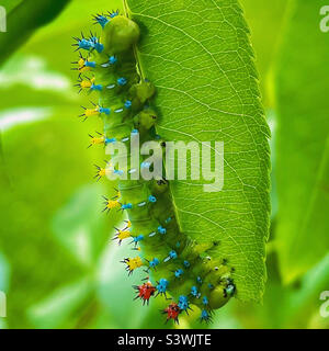 Cecropia Falter Raupe Stockfoto