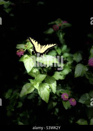 Eastern Tiger Swallow Tail Butterfly mit Bühnenbeleuchtung Stockfoto