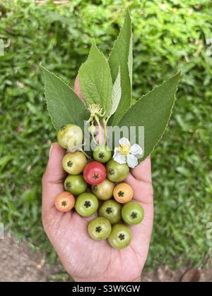 Muntingia calabura jamaikanische Kirschfrucht sri lankn Marmelade Stockfoto