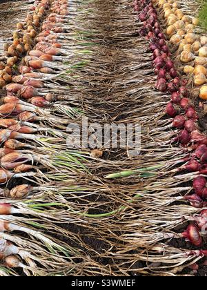 Reihen von verschiedenen Zwiebeln, die nach dem Ausgraben ausgegraben wurden, August, zum Trocknen ausgelegt. Stockfoto