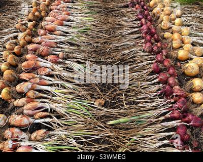 Reihen von Zwiebeln nach dem Ausgraben zum Trocknen ausgelegt. August. Stockfoto